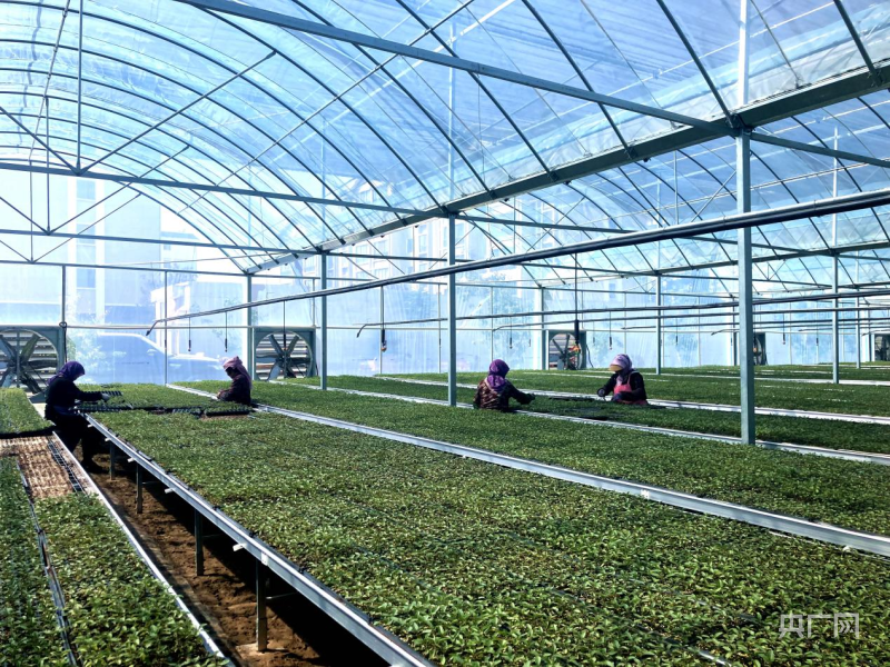 民勤县人参果脱毒育苗中心工人对幼苗进行分拣、筛选、移栽（央广网发 张小芳 摄）