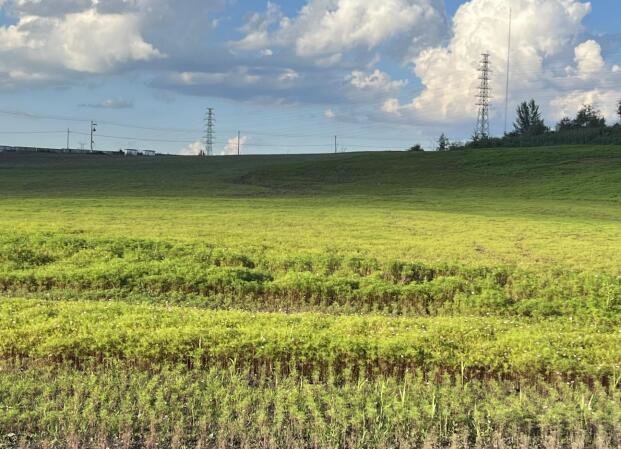 白山市南山垃圾场整治后效果