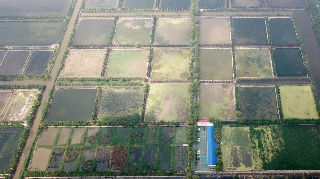 4月20日拍摄的大通湖水生植物产业示范园，园内种植了多种水生植物（无人机照片）。新华社记者陈振海 摄