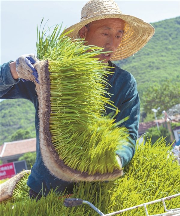 小满时节插秧忙