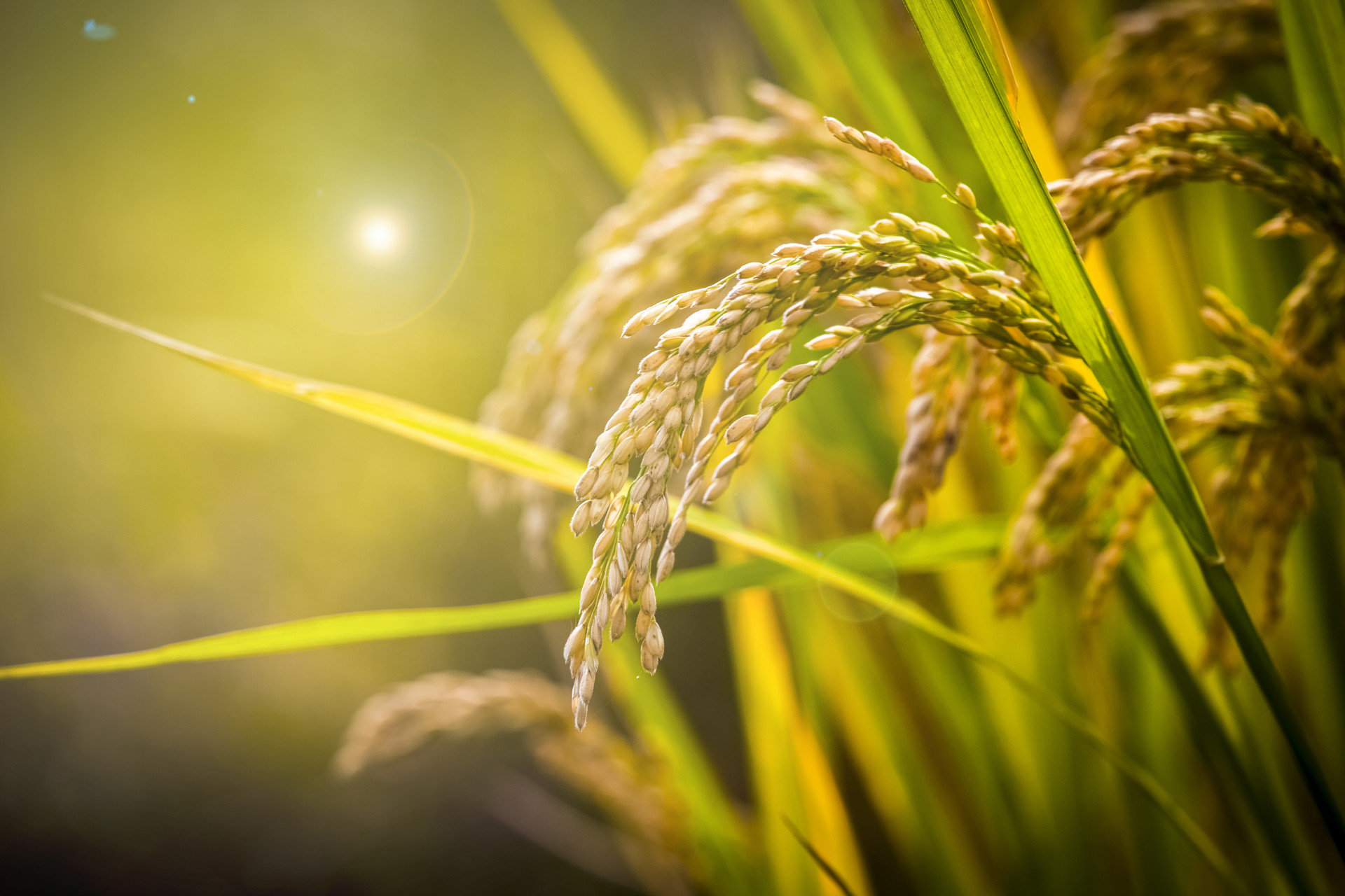 小满麦渐黄呈“三增”态势 连云港370万余亩小麦丰收在望