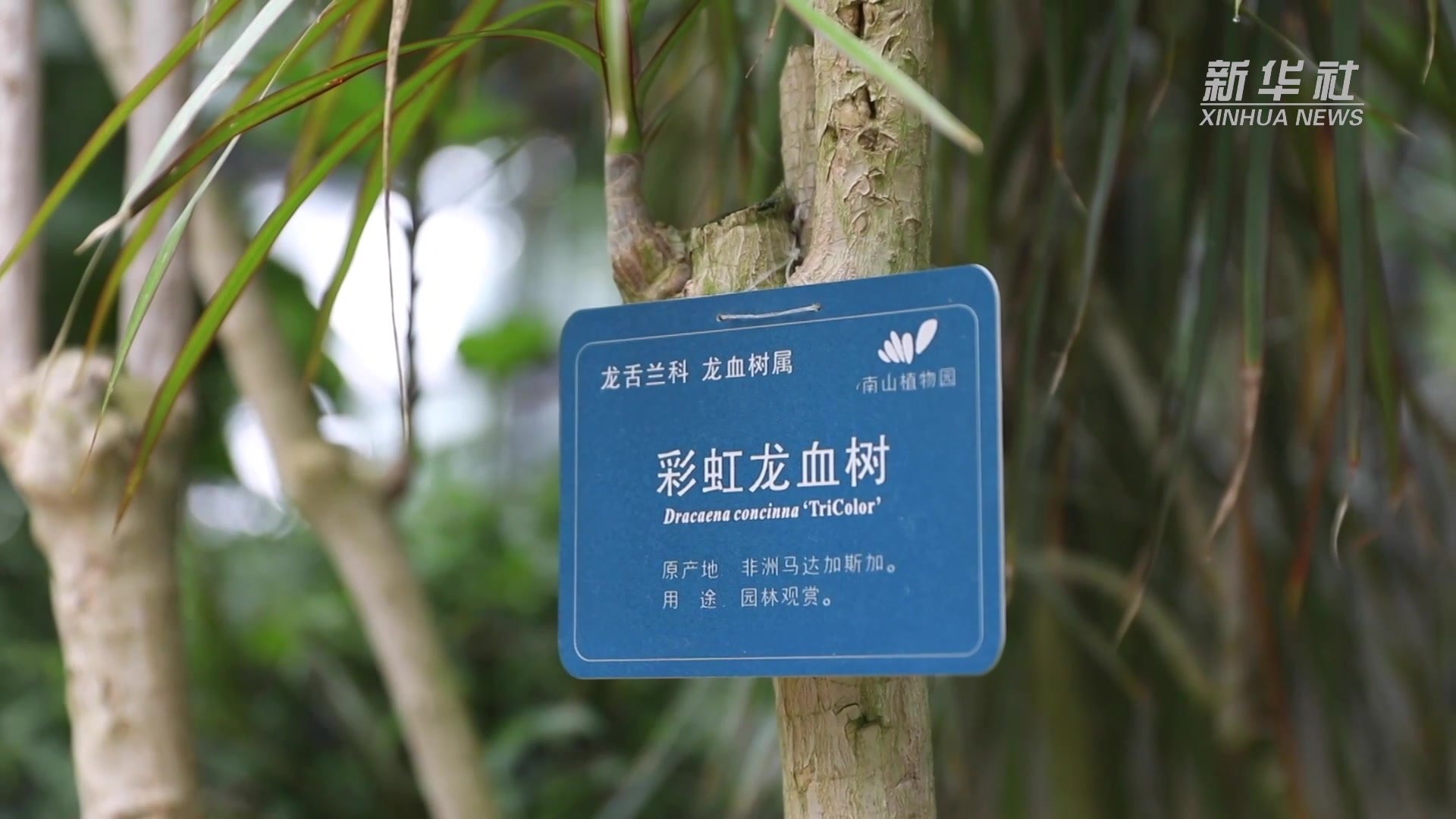 植物驯化师：为珍稀濒危植物建家