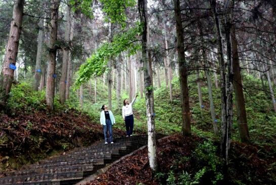 吉安安福县：给国家地理标志产品建主题乡村森林公园