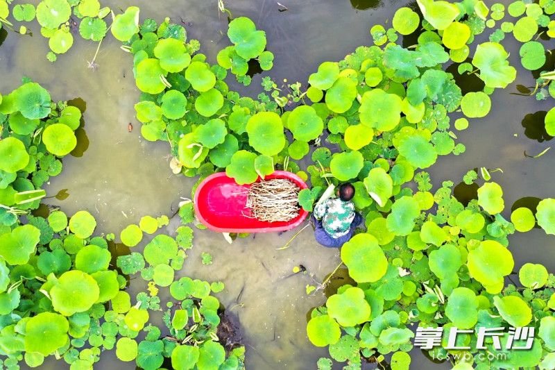 茶亭镇大龙村的一片荷塘里，村民穿行于翠绿的荷叶间，正忙着采收新鲜藕尖。均为长沙晚报全媒体记者 贺文兵 通讯员  邹晨虎 摄影报道