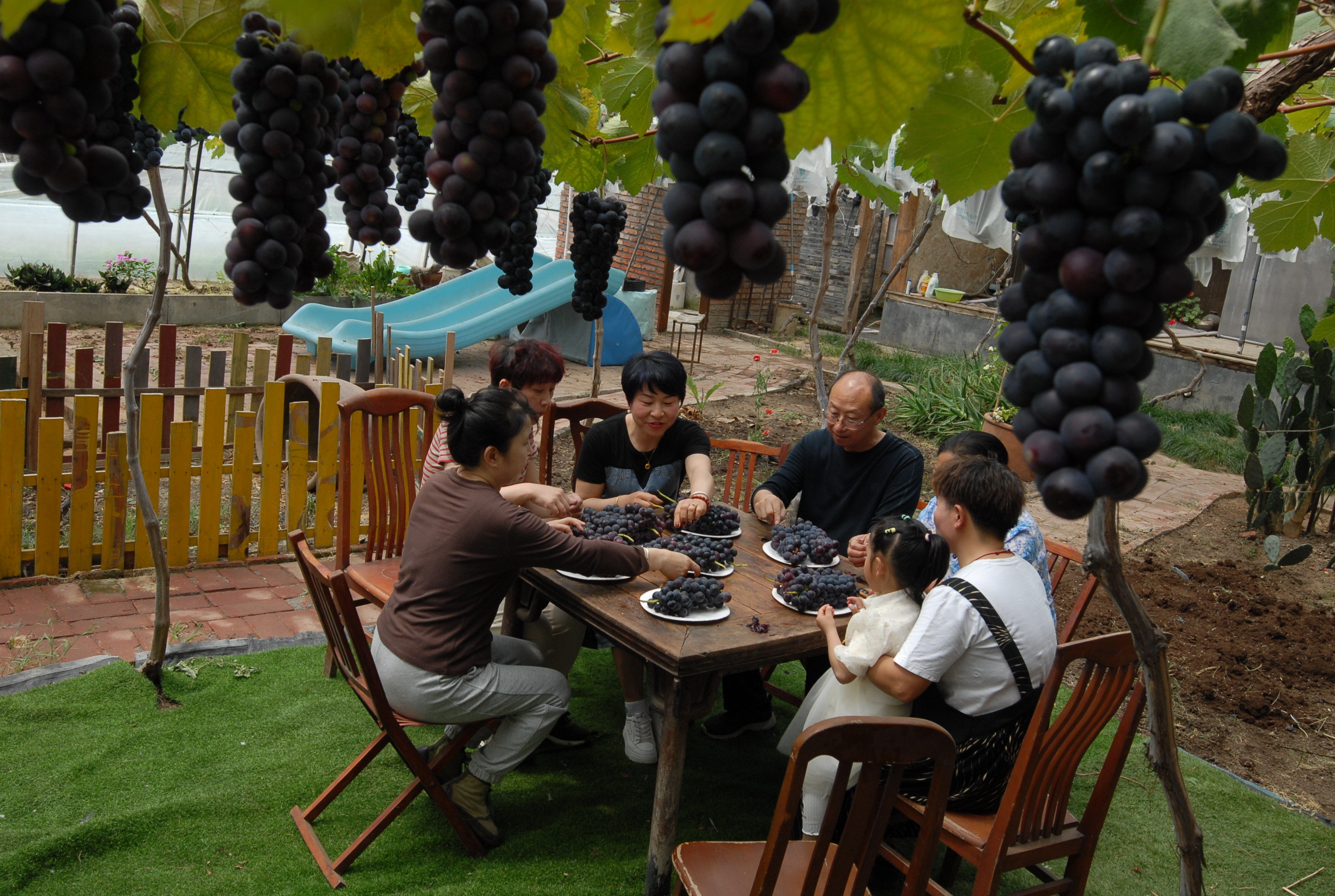 5月24日，游客在山东省青岛市即墨区移风店镇谢家屯村的一家农场的葡萄种植园葡萄架下品尝刚采摘的葡萄。