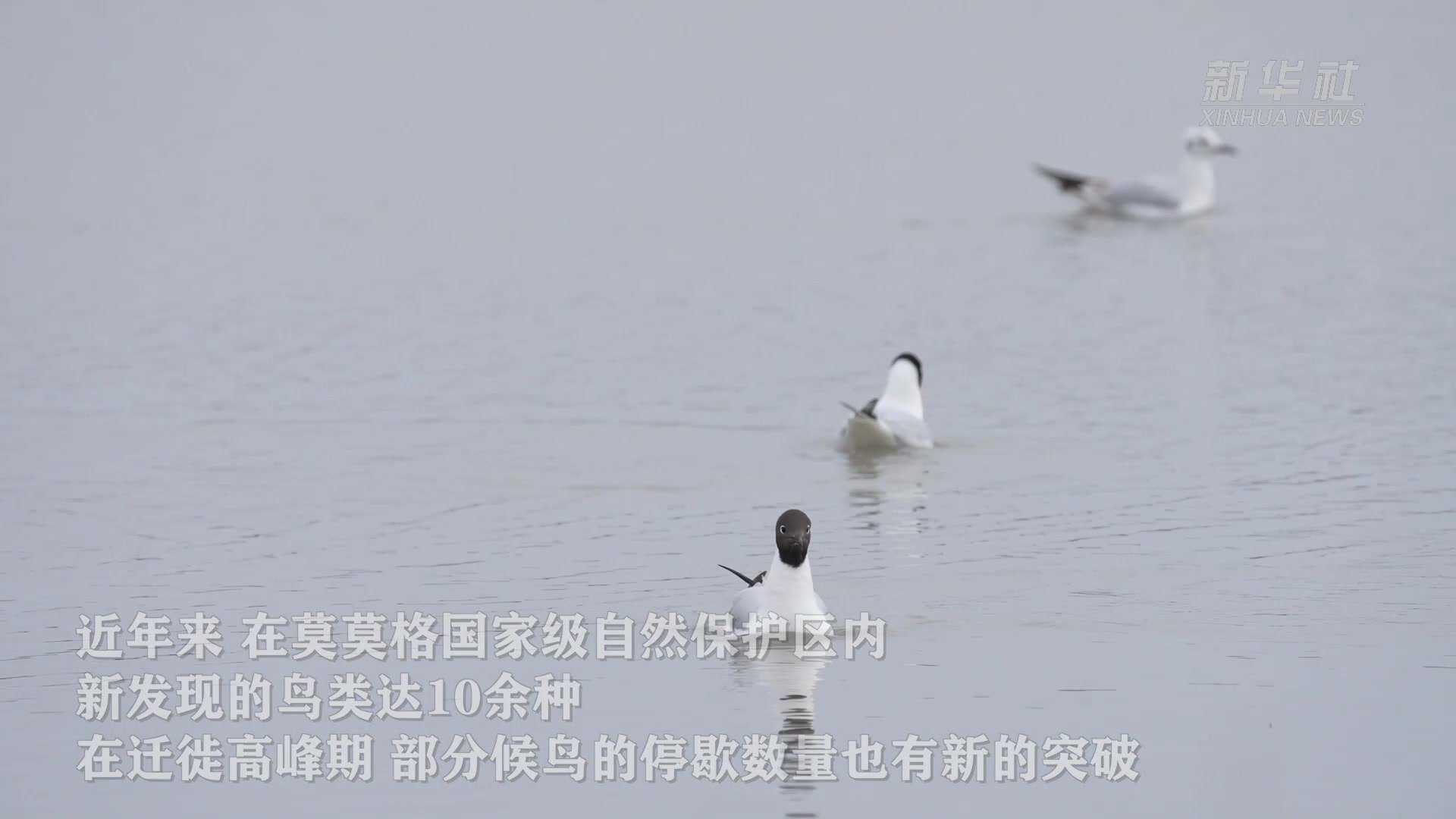 吉林镇赉:守护“候鸟天堂”_凤凰网视频_凤凰网