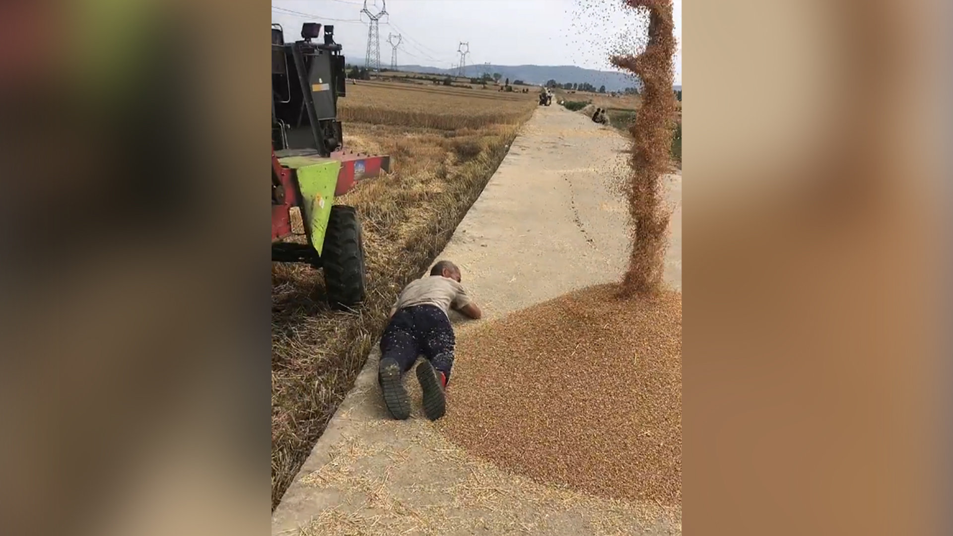 粒粒皆辛苦!怕麦子流入田里,7旬老人趴地用身体挡住_凤凰网视频_凤凰网