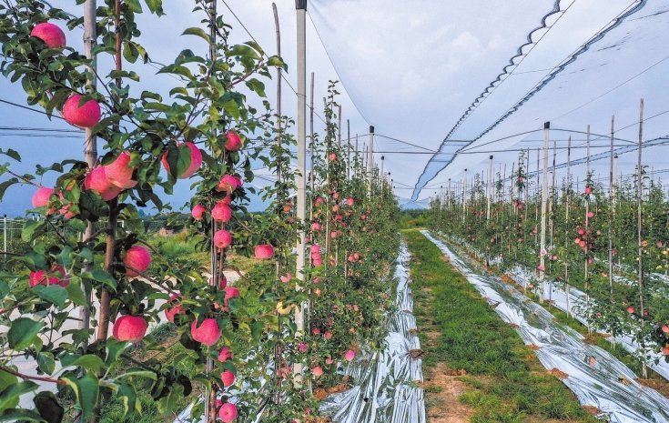 吉县矮化密植有机苹果示范基地