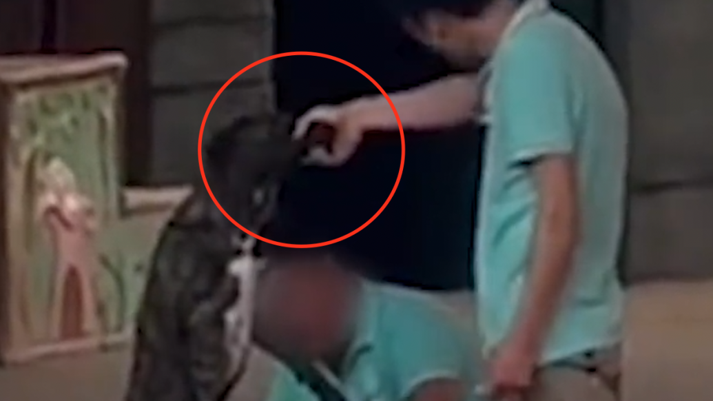 江苏一野生动物园两名员工抽打小狗，园方：行为过激，已停工调查