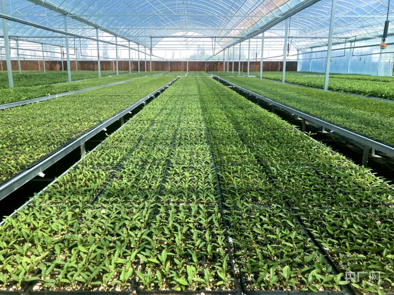 长势良好的人参果脱毒苗（央广网发 张小芳 摄）