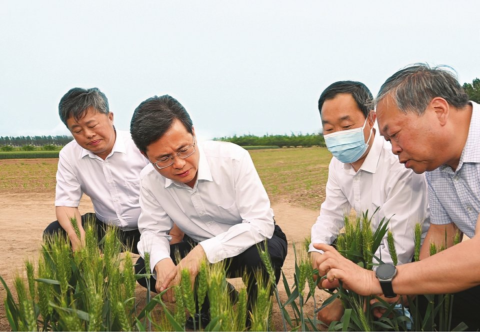 五月十九日，山西省委书记蓝佛安来到祁县城赵镇高效节水灌溉示范园区，走近田垄察看小麦、玉米长势，详细询问播种面积、种植结构、粮食单产、农业补贴政策落实等情况。山西日报记者 史晓波 摄