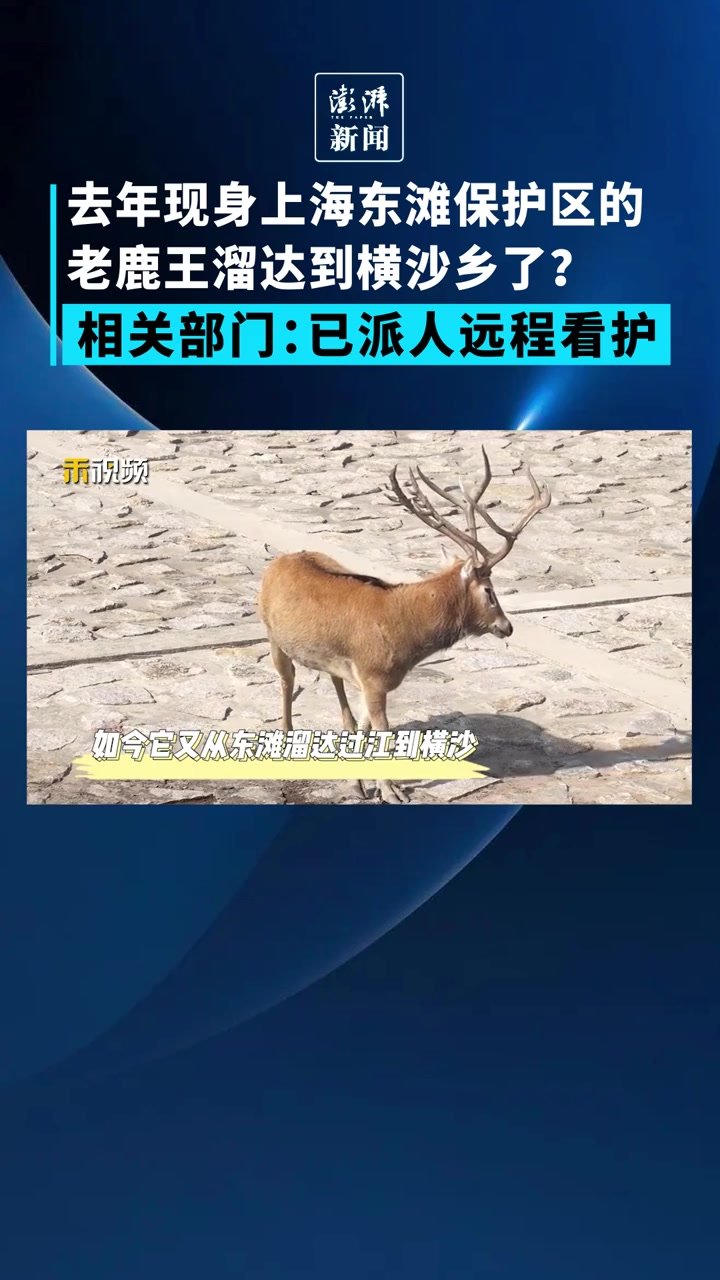 上海东滩保护区的老鹿王到横沙乡了？相关部门已派人远程看护