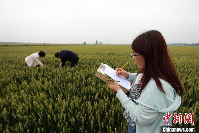 邢台市任泽区农业农村局农技人员在麦田测产。　宋杰 摄