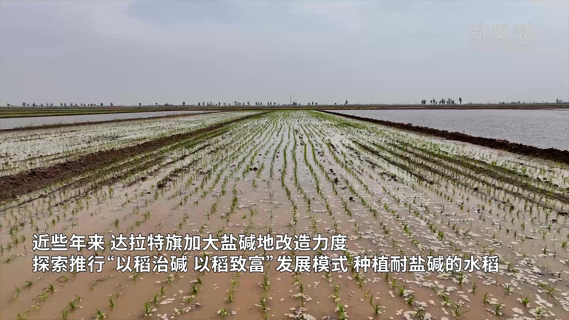 内蒙古达拉特旗:昔日盐碱地 今朝插秧忙_凤凰网视频_凤凰网
