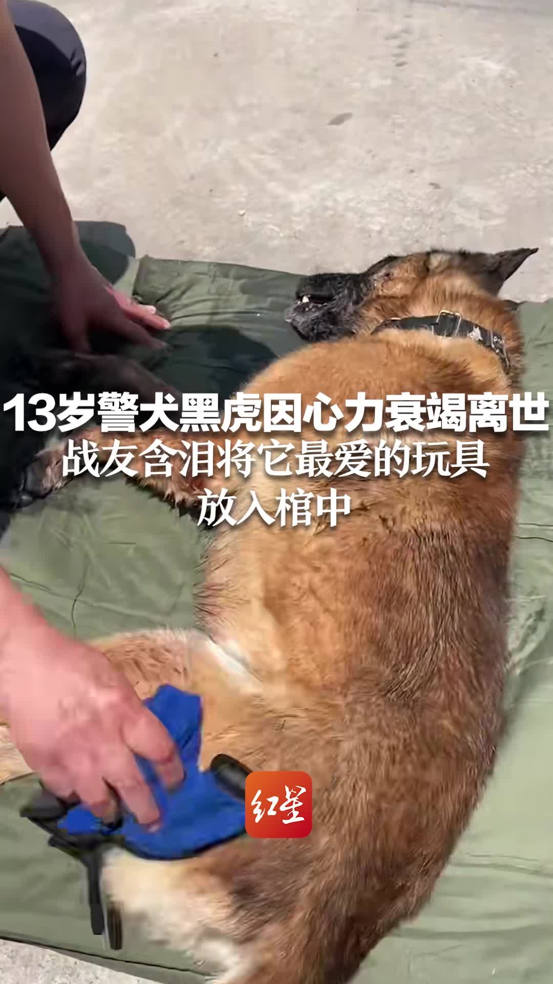 警犬电影黑虎图片