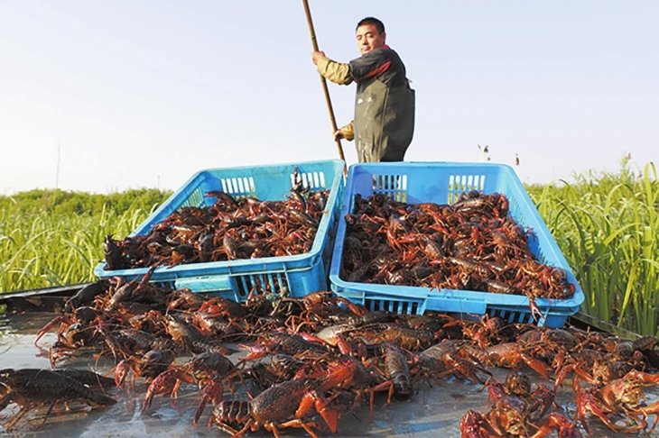 侯马市高村乡虒祁村小龙虾养殖基地