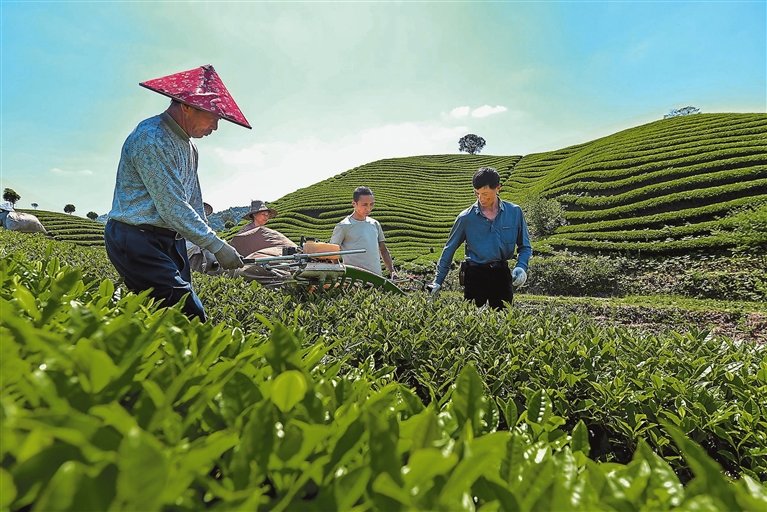 4月21日，婺源县紫阳镇考水村千亩有机茶园内满目翠绿，茶香四溢，茶农们正在使用机器采摘茶叶。