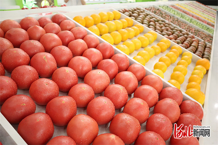 图为京津冀蔬菜测评示范中心展示的饶阳县新鲜蔬菜。 河北新闻网李博摄
