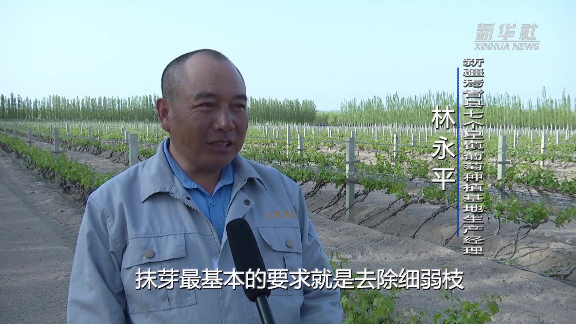 新疆巴州：戈壁滩上11万多亩葡萄抹芽正当时