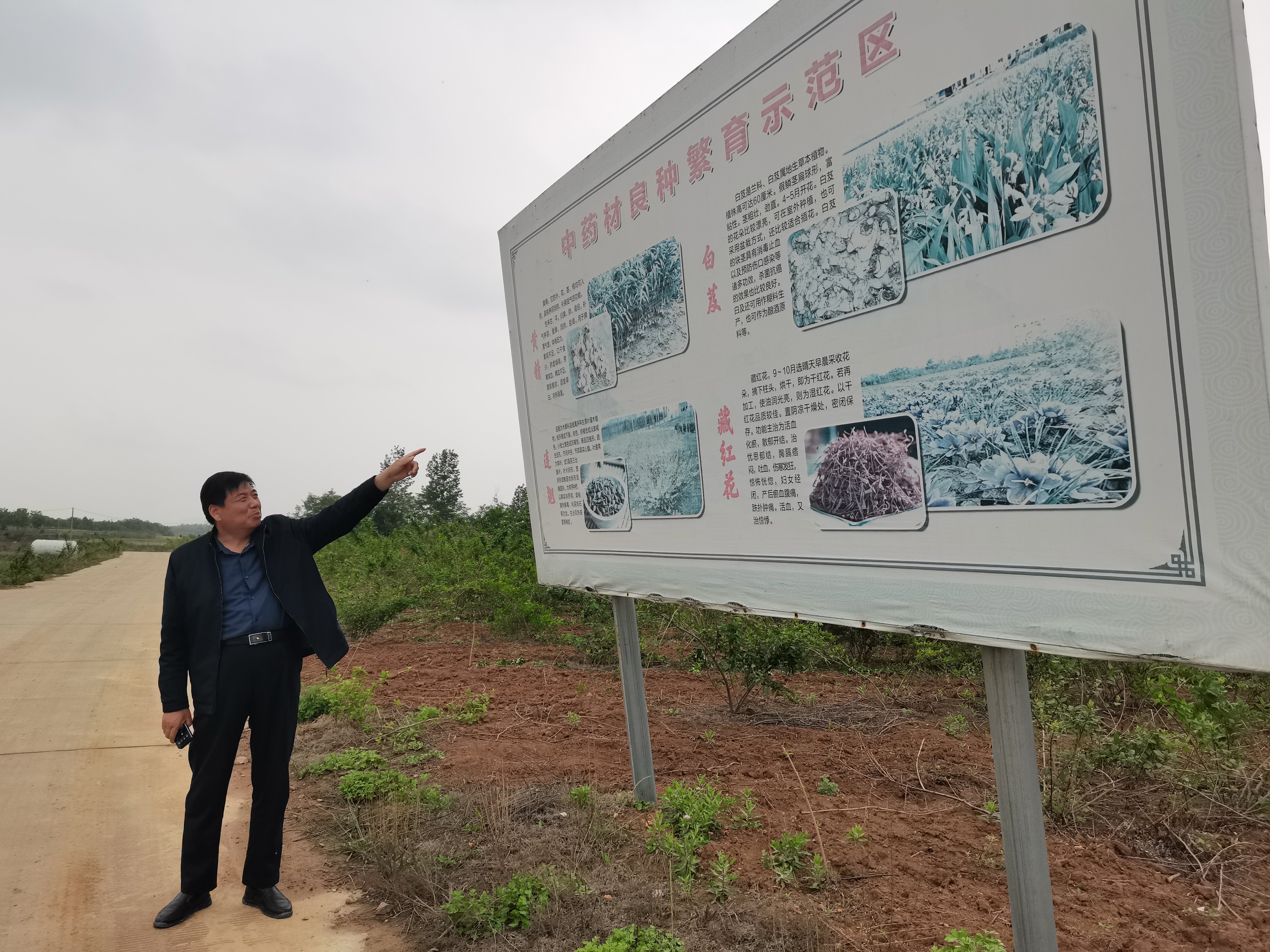 登封石道:中草药种植开出致富“良方”