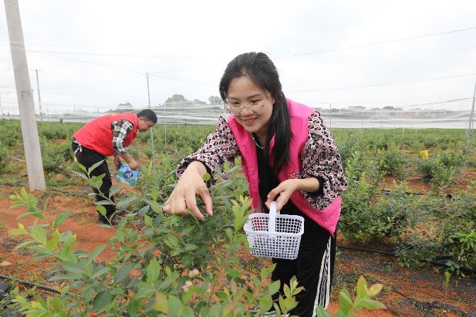 江西东乡：蓝莓采摘 供应市场