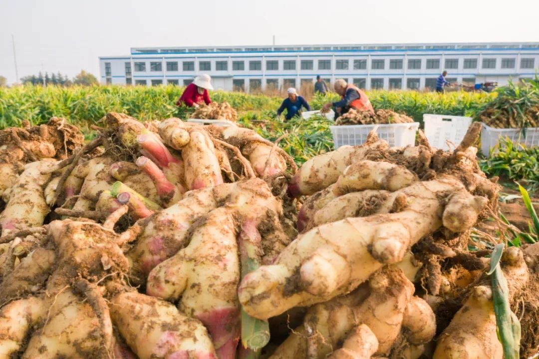 加强大姜良种繁育 推动“乳山大姜”全产业链条式发展