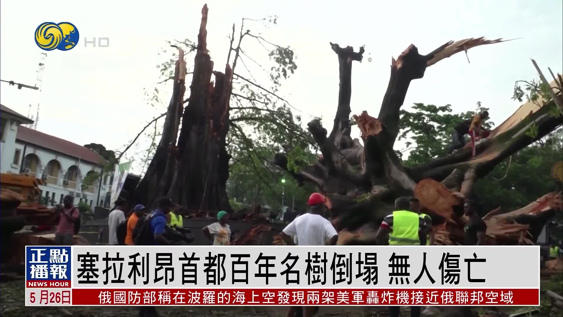 塞拉利昂首都百年名树倒塌 无人伤亡