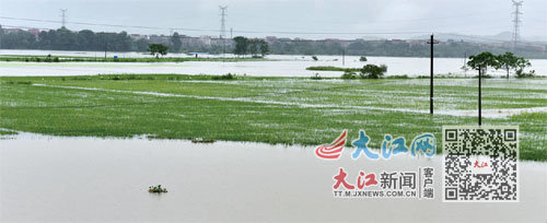 2022年6月20日，乐平市遭遇特大洪水，稻田一片汪洋。(资料图) 视觉江西 朱定文摄