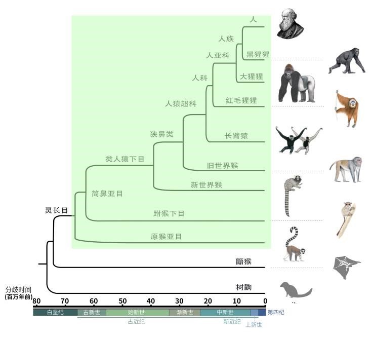 灵长目演化树。图片由Stephen D. Nash绘制，张国捷课题组和吴东东课题组合作供图