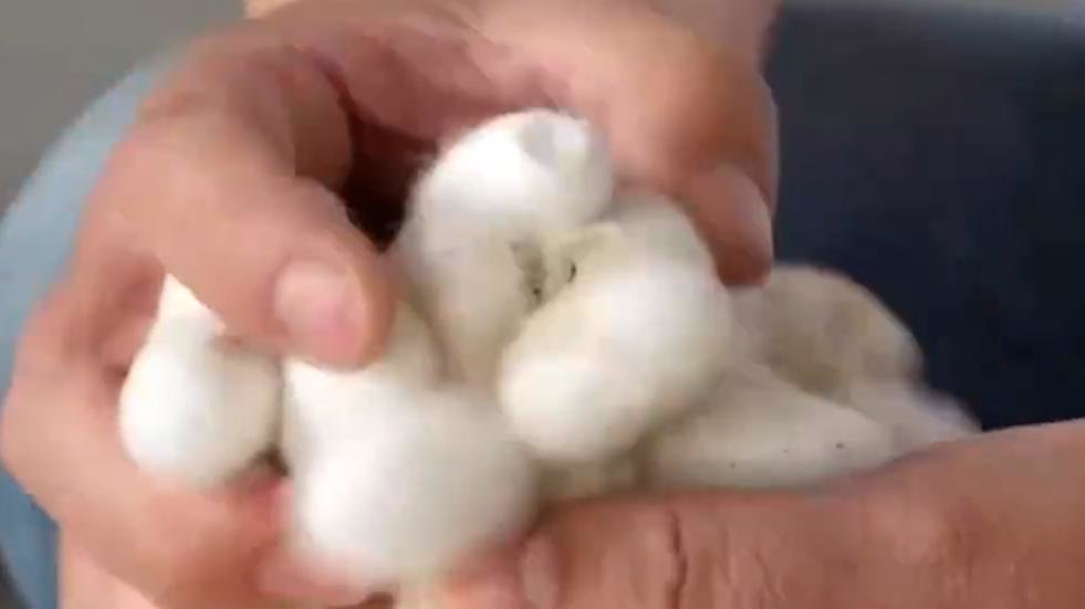 蚕茧紧缺，多地春茧收购价上涨