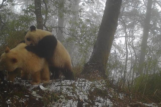 白色大熊猫与野生大熊猫打斗画面。（卧龙国家级自然保护区管理局供图）