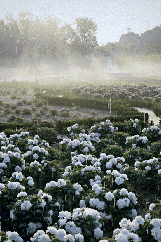 一半烟雨一半诗意！大雨落下，带来了袅袅水雾里的“避暑秘境”！
