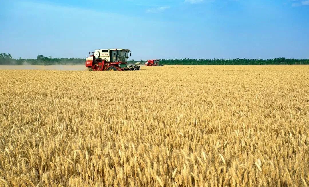 唐驳虎:麦收时节频降雨,背后是小麦在中国的“水土不服”