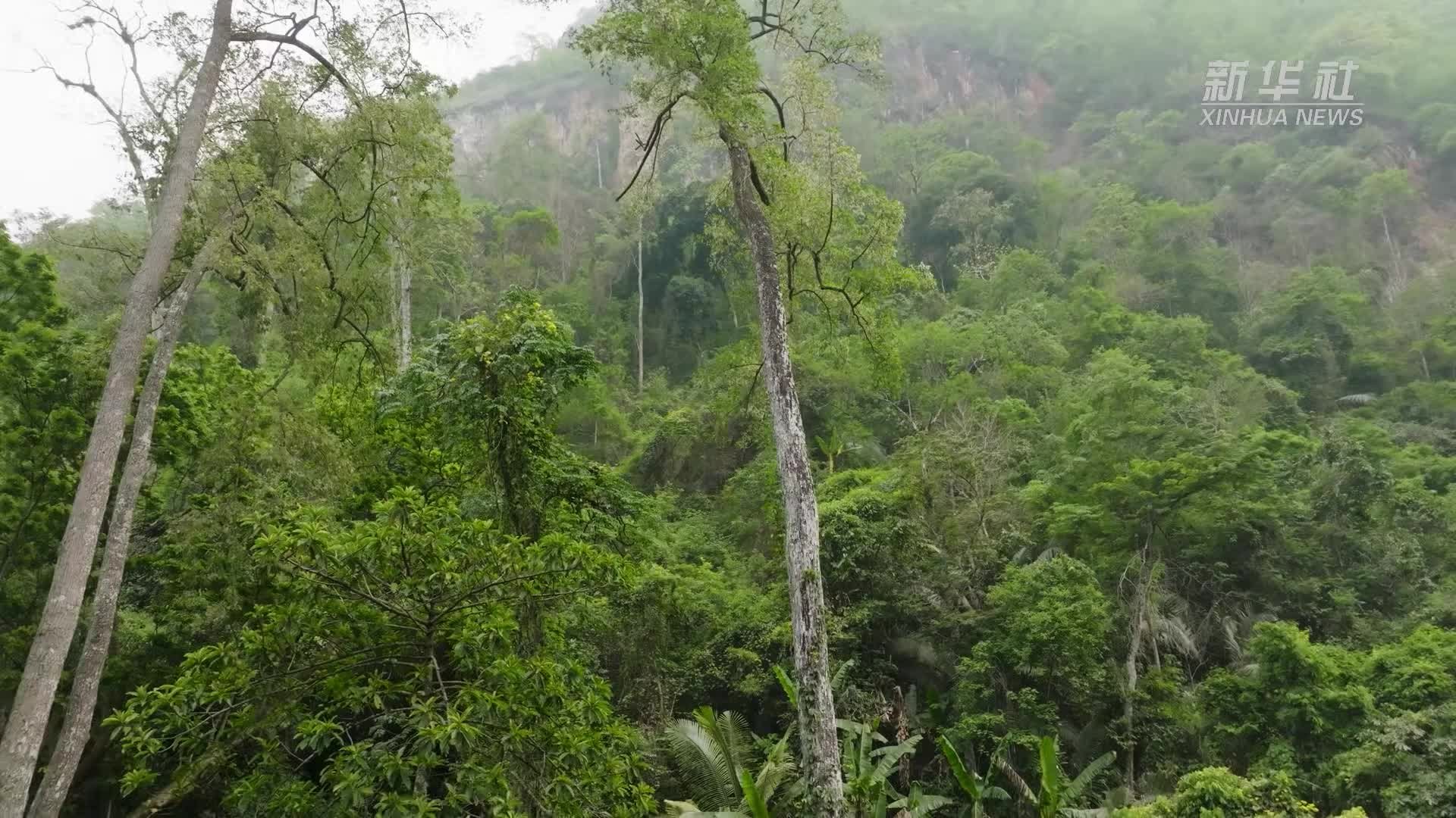 “雨林巨人”望天树花开云南大围山