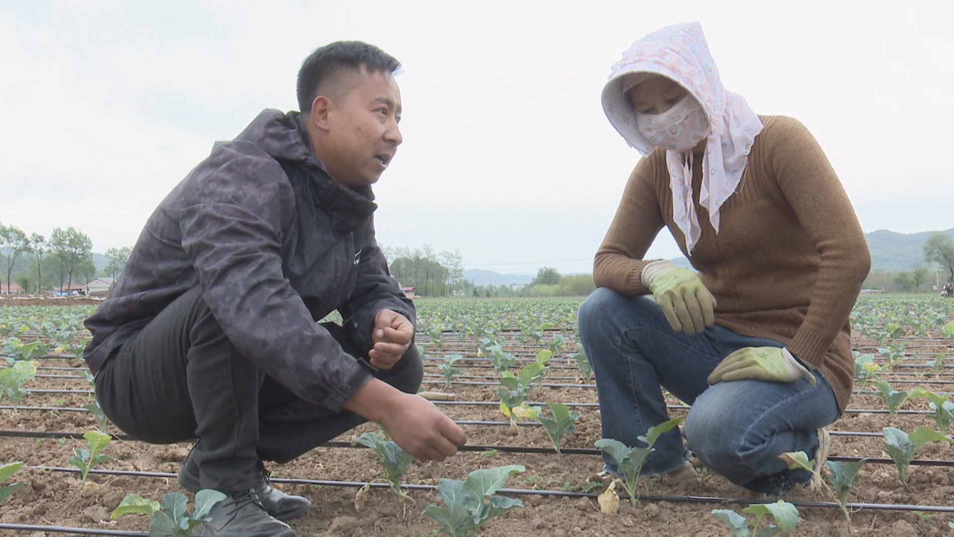 打通特色产业“经”脉 华亭这样走富“蔬”之路