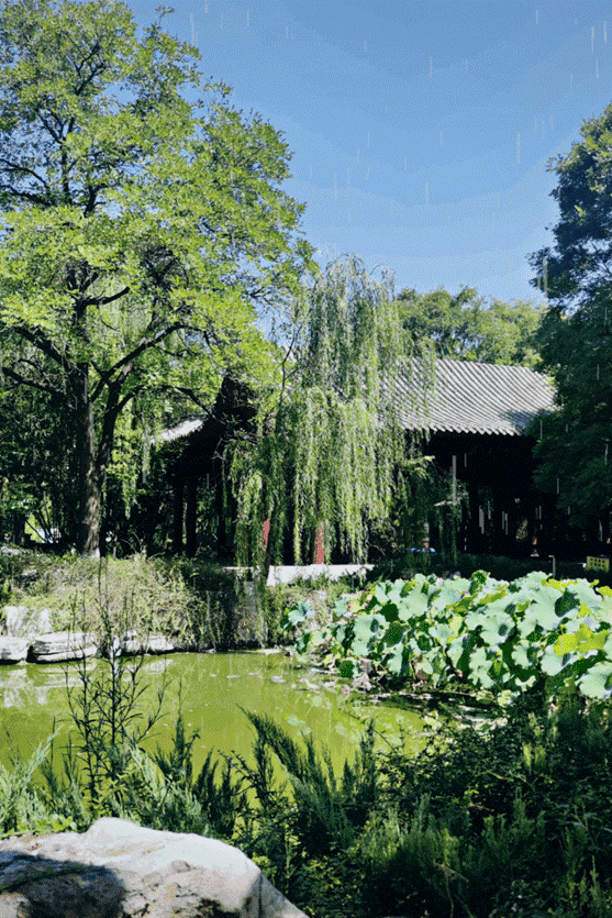 一半烟雨一半诗意！大雨落下，带来了袅袅水雾里的“避暑秘境”！