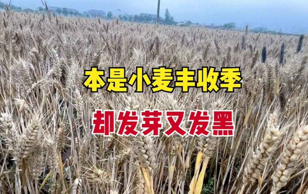 唐驳虎:麦收时节频降雨,背后是小麦在中国的“水土不服”