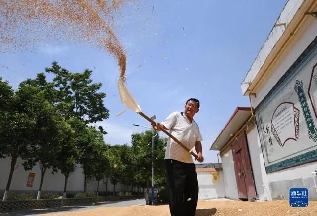 唐驳虎:麦收时节频降雨,背后是小麦在中国的“水土不服”