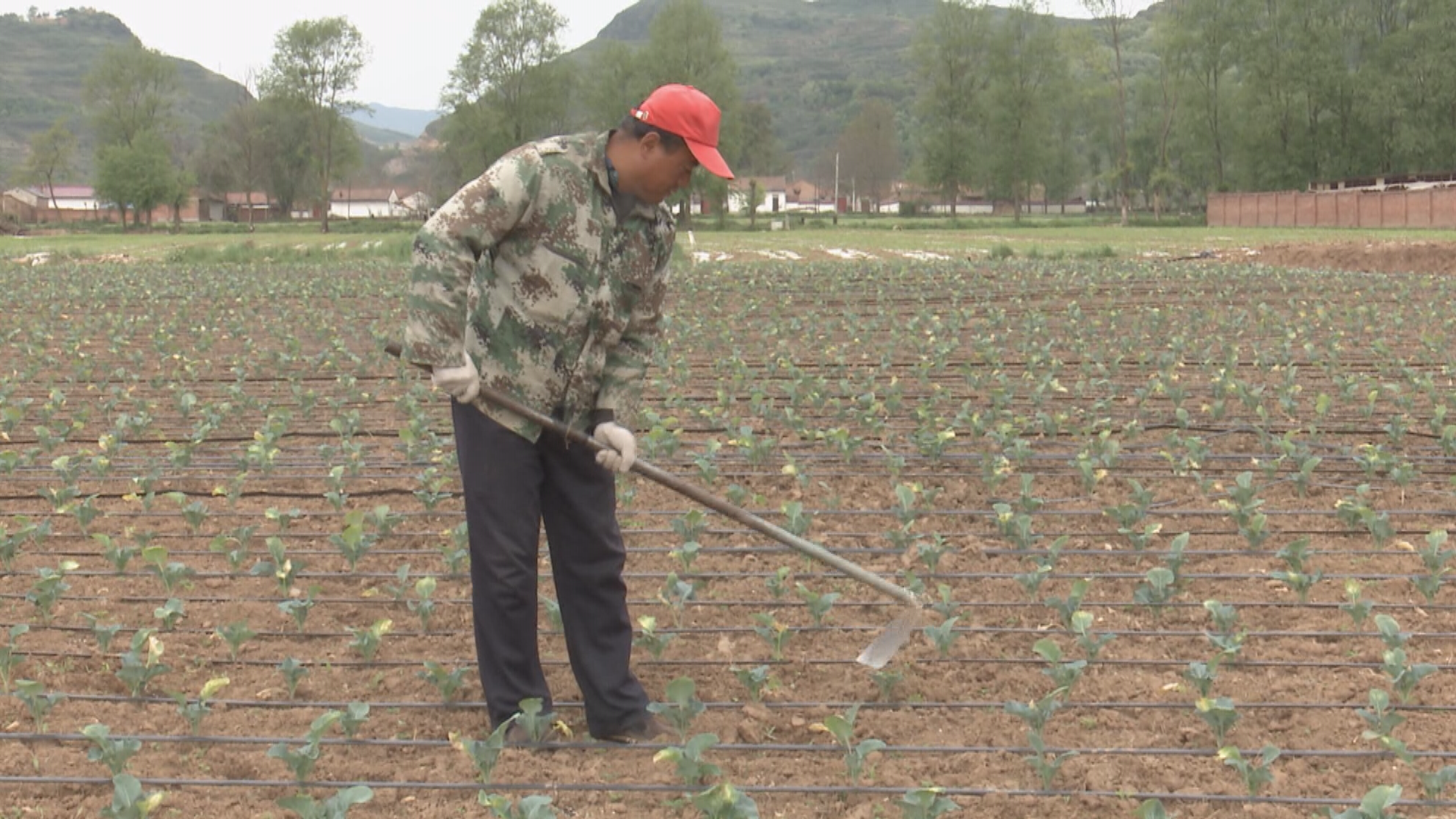 打通特色产业“经”脉 华亭这样走富“蔬”之路
