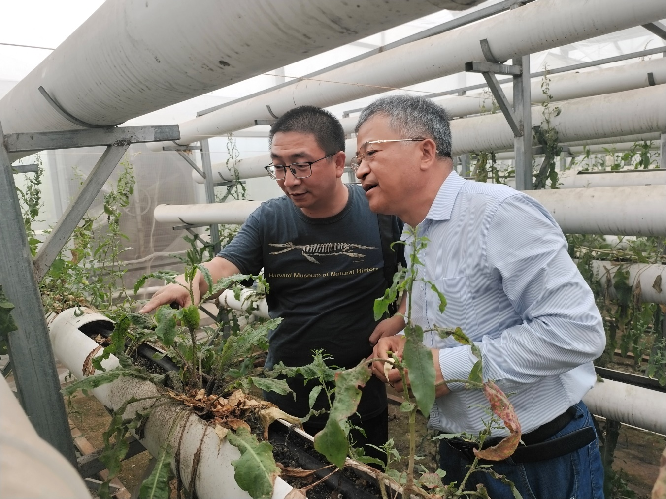 国家大宗蔬菜产业技术体系岗位专家 到青岛市农科院进行考察交流