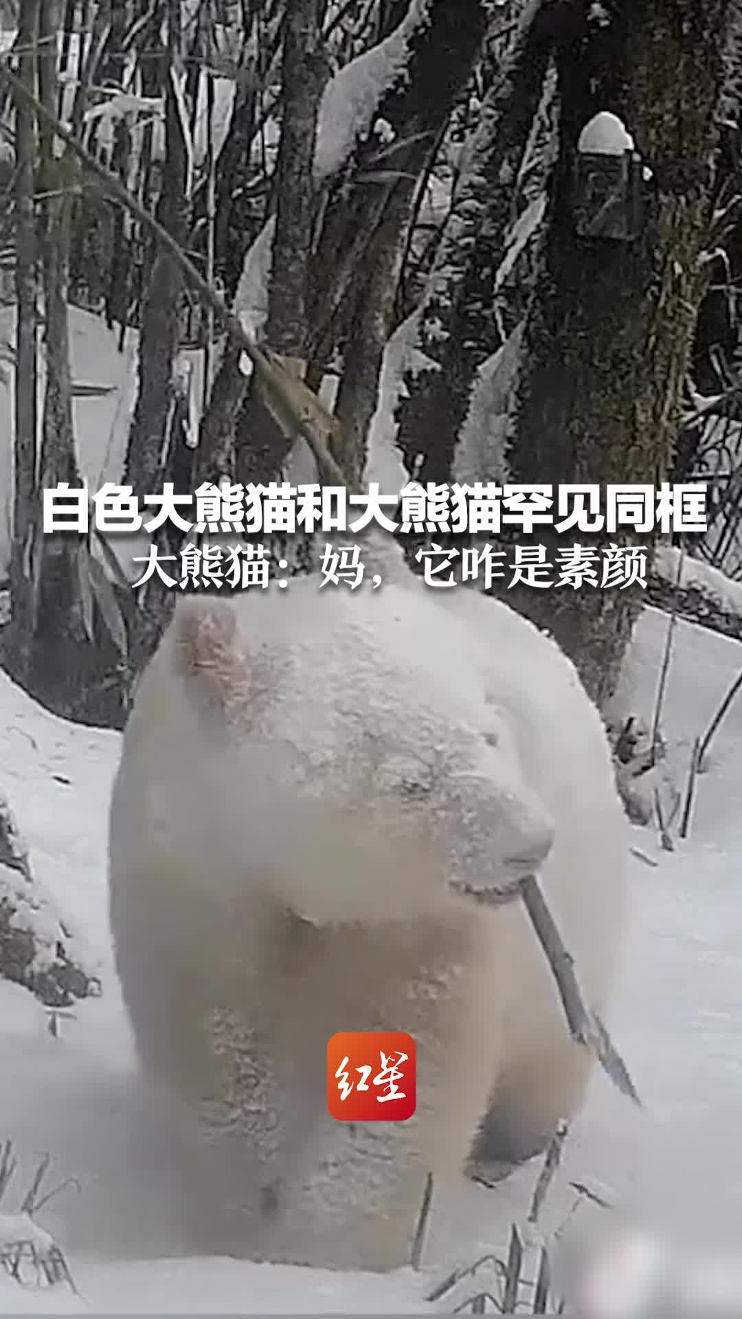 白色大熊猫和大熊猫罕见同框！大熊猫：妈，它咋是素颜