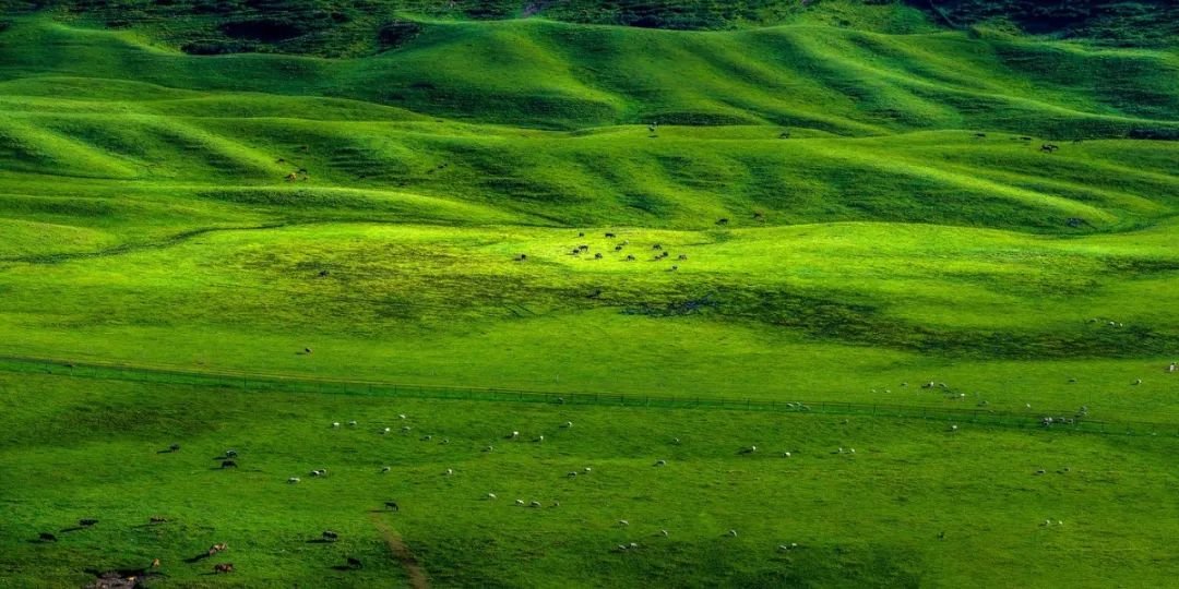 ▲武都千坝牧场，绿草如茵，马儿欢快地奔跑，构成一道美丽而独特的风景线。