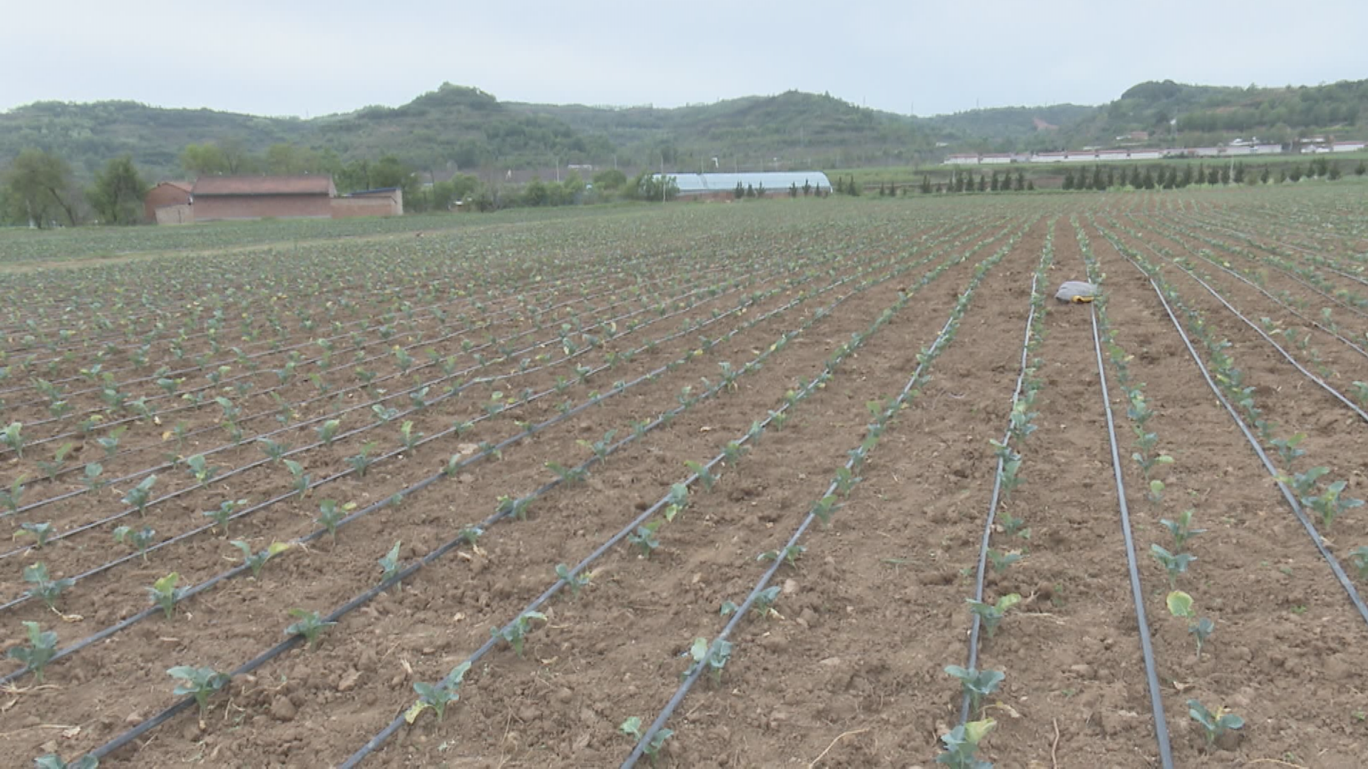 打通特色产业“经”脉 华亭这样走富“蔬”之路