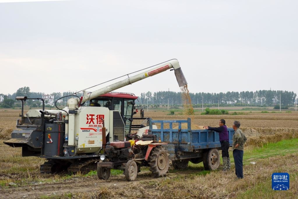 5月30日，在河南省驻马店市正阳县铜钟镇，收割机将收获的小麦装车。