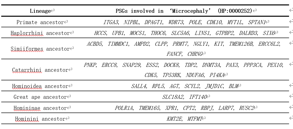 灵长类不同分支跟小头畸形相关的受到正选择的基因列表。张国捷课题组和吴东东课题组合作供图