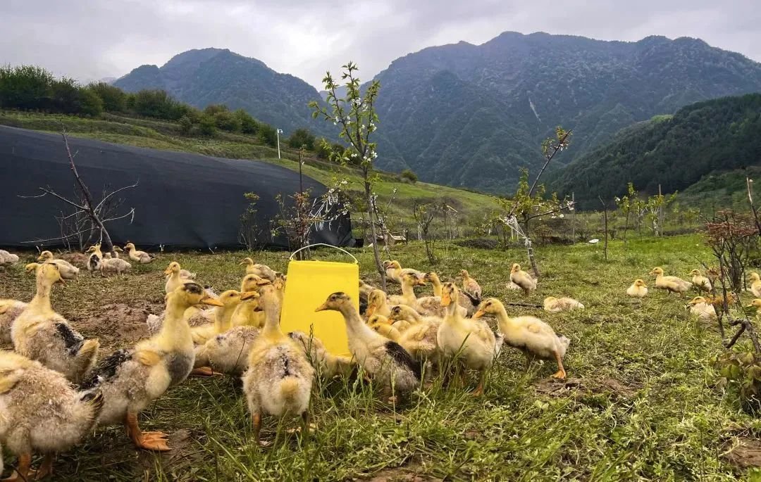 ▲南屏山下的养殖场