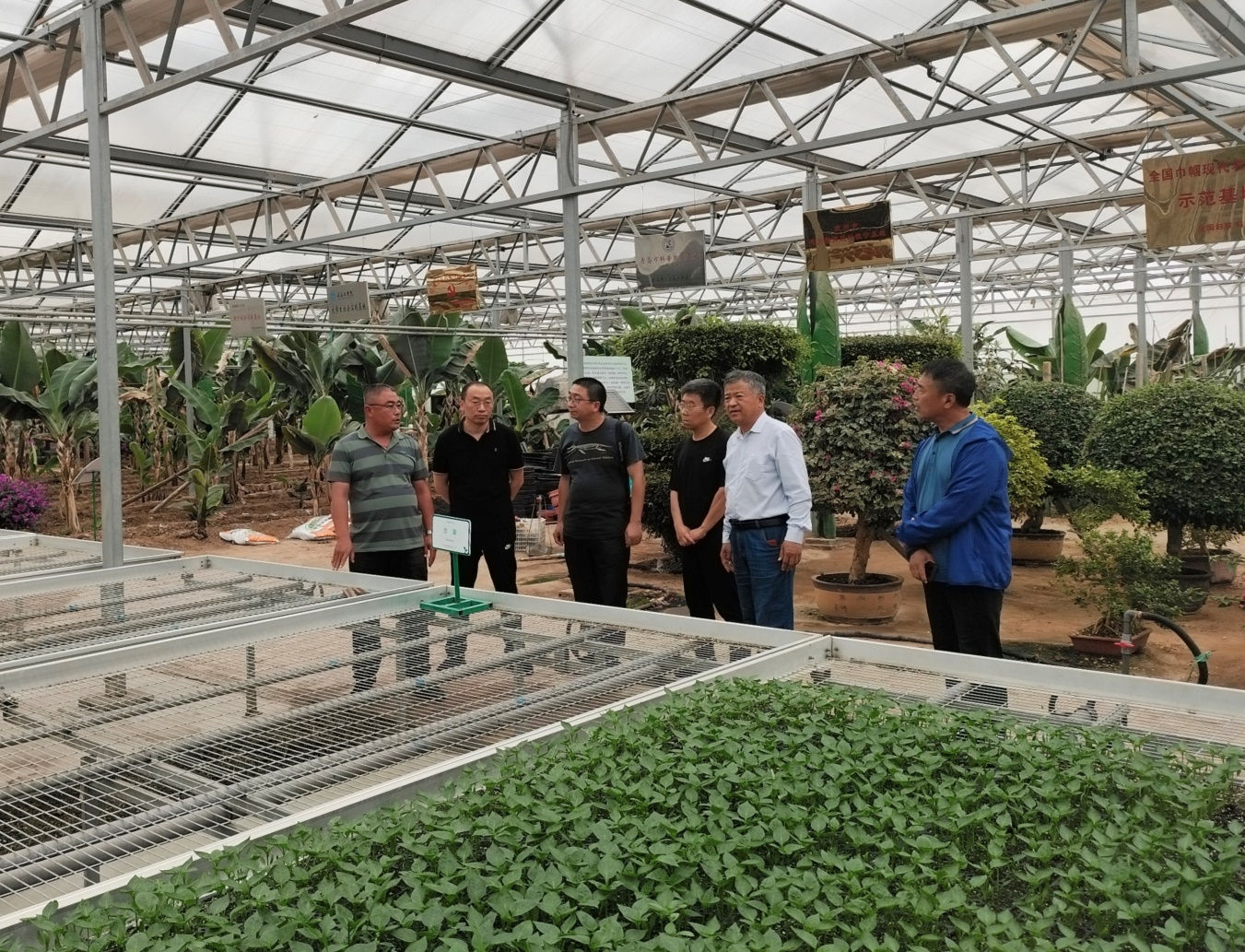 国家大宗蔬菜产业技术体系岗位专家 到青岛市农科院进行考察交流