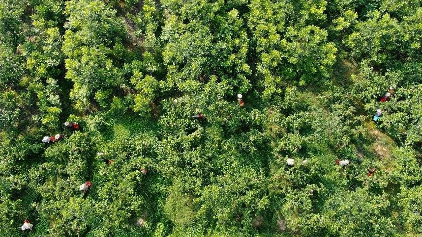 （2023年6月2日，航拍肥西县柿树岗乡周楼村黄桃种植基地，村民正在采摘黄桃。 余梦瑶 摄）