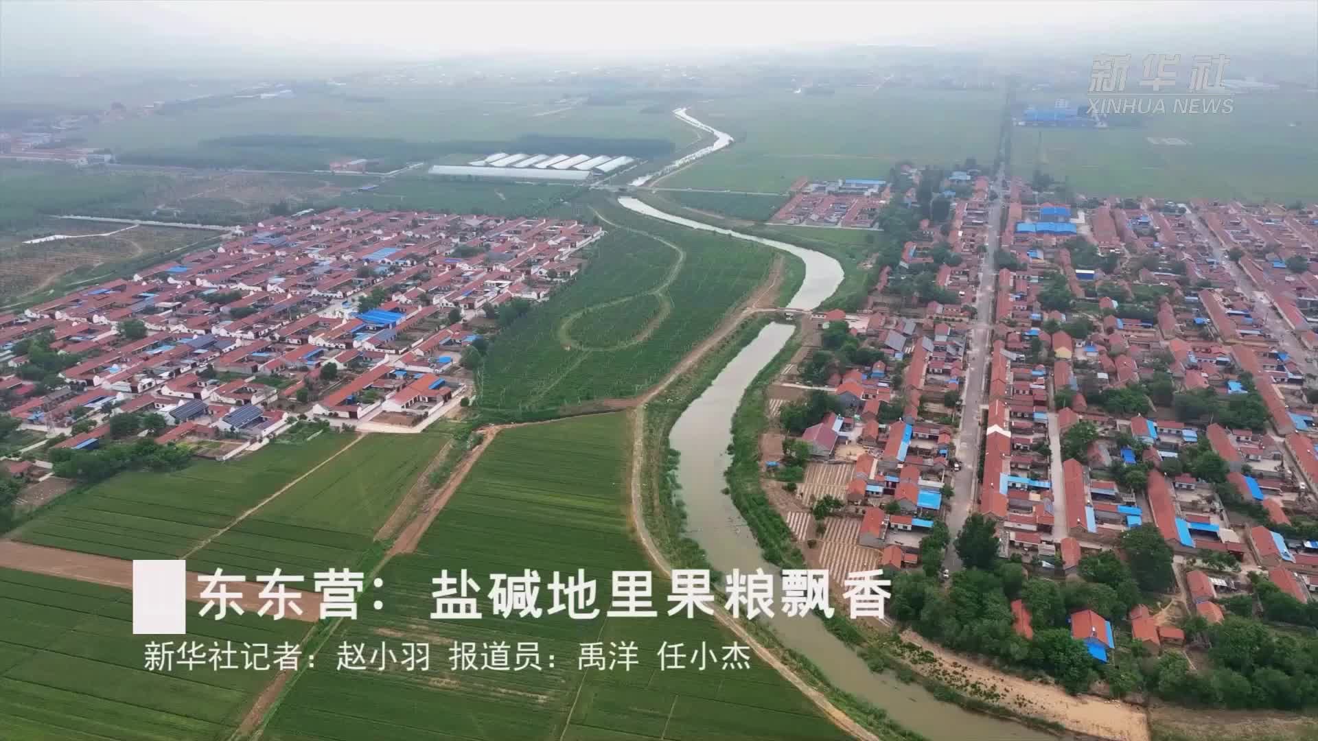 山东东营：盐碱地里果粮飘香