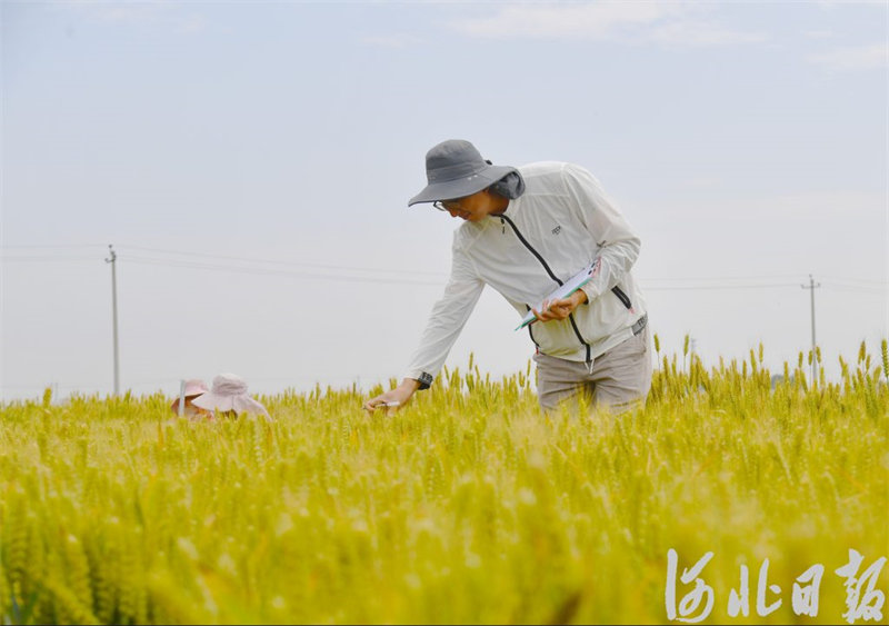 农科院赵县实验基地5.jpg